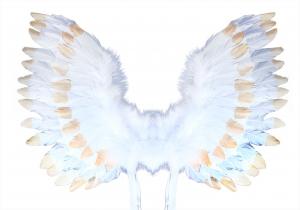 Anjelské krídla s perím