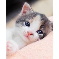 Deka s digitálnou tlačou Kitten , Barva - Barevná , Rozměr textilu - 120x150