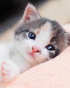 Deka s digitálnou tlačou Kitten , Barva - Barevná