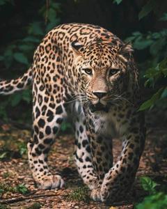 Deka Leopard s digitálnou potlačou , Barva - Tmavo zelená , Rozměr textilu - 120x150