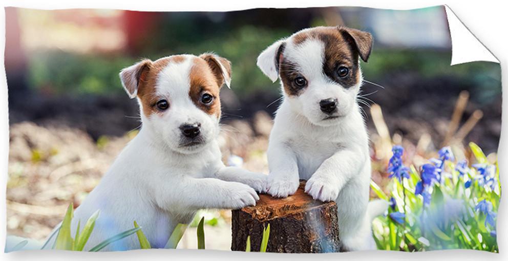 Osuška Bráškové Jack Russell Teriér