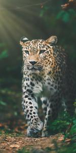 Osuška Gepard v pralese , Rozměr textilu - 70x140
