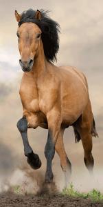 Osuška Hnedý kôň , Barva - Béžová , Rozměr textilu - 70x140
