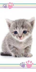 Osuška Mačička Kitten ťapky , Barva - Bílo-šedá , Rozměr textilu - 70x140