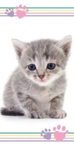 Osuška Mačička Kitten ťapky , Barva - Biela , Rozměr textilu - 70x140