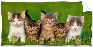 Osuška Koťátka v trávě , Rozměr textilu - 70x140