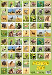 Pexeso ZOO , Barva - Barevná