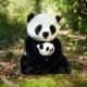 Plyšová panda s mládětem 27 cm ECO-FRIENDLY , Barva - Čierna-2